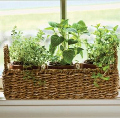 Herbs in wicker windowsill box